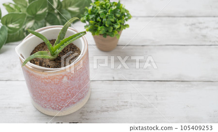 Aloe Aloe 105409253