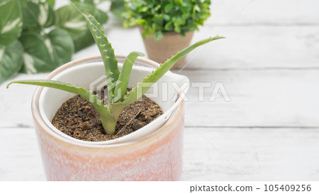 Aloe Aloe 105409256