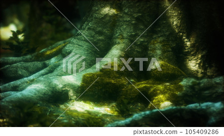 tree with moss on roots in a green forest 105409286