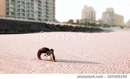 closeup of a skull laying on the wet sand 105409294