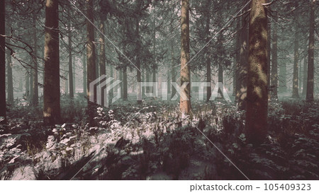 winter foggy beech and spruce forest scene 105409323