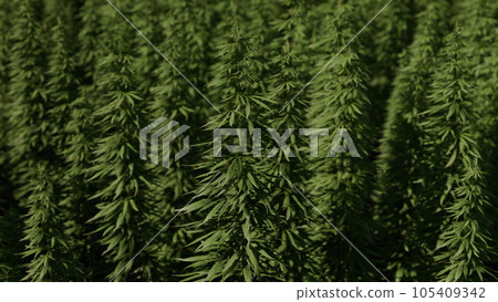 Field of industrial hemp cannabis in the evening sun 105409342