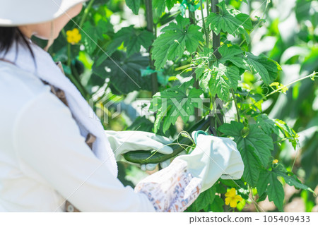 在田間收穫蔬菜和黃瓜的農民和生產者女性、男性、夫婦（亞洲人、日本人、中國人） 105409433