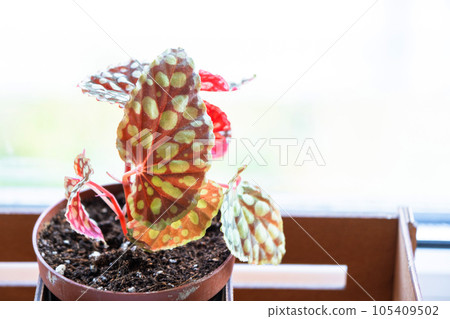 Begonia chlorosticta red form close-up. Spotted leaf of a houseplant in a pot on the windowsill 105409502