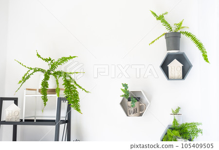 Shelves on the wall in the form of honeycombs with house plants in the white interior of the house. Modern decor Houseplant caring for indoor plant, green home Shelves on the wall in the form of honeycombs with house plants in the white interior of the house. Modern decor Houseplant caring for indoor plant, green home 105409505