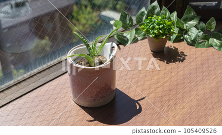 Aloe | Potted plant by the window Aloe | Potted plant by the window 105409526