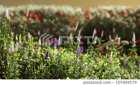 Field with flowers during summer sundown 105409579