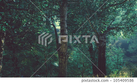 Panoramic view of the majestic evergreen forest in a morning fog Panoramic view of the majestic evergreen forest in a morning fog 105409586