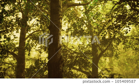 Sun beams pour through trees in foggy forest Sun beams pour through trees in foggy forest 105409587