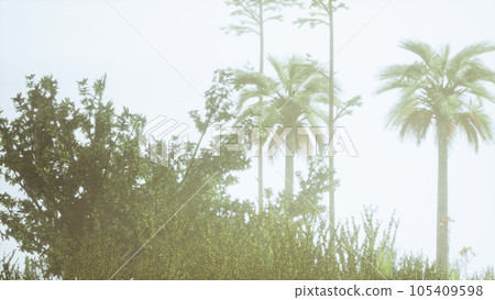tropical palms and grass at sunny day tropical palms and grass at sunny day 105409598