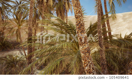 palm trees in the Sahara desert palm trees in the Sahara desert 105409641