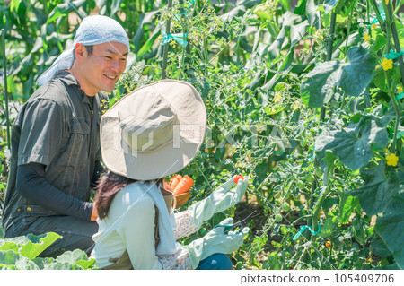 Women, men, couples of farmers and producers who harvest vegetables and cherry tomatoes in the field (Asian, Japanese, Chinese) 105409706