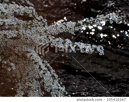 Willow branch with white flowers (Yukiyanagi on the river bank) Willow branch with white flowers (Yukiyanagi on the river bank) 105410167