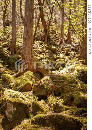 Mossy fallen tree Mossy fallen tree 105410233