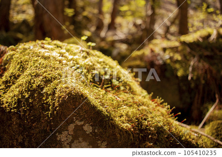 Rock with moss 105410235