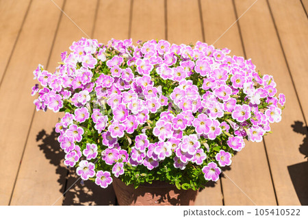 Petunia in full bloom Petunia in full bloom 105410522