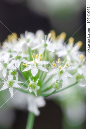 Buckwheat flowers Buckwheat flowers 105410614