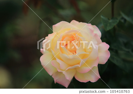 荒尾市少女公民花壇玫瑰花, 荒尾市少女公民花壇玫瑰花, 105410763
