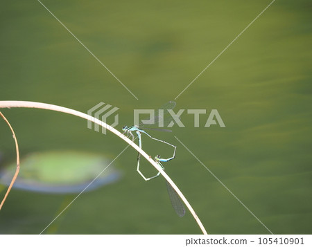 Cute heart-shaped damselfly mating 105410901