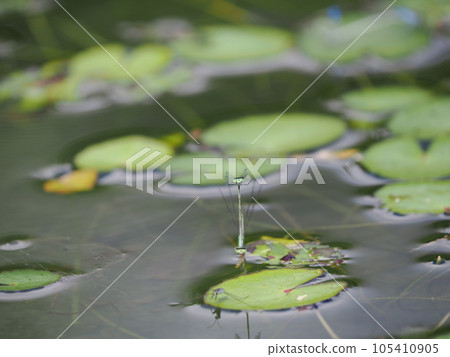 可愛的心形豆娘交配 105410905