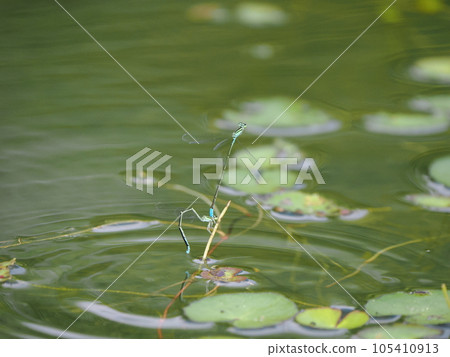 Cute heart-shaped damselfly mating 105410913