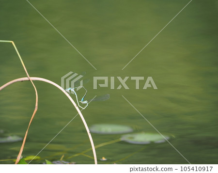Cute heart-shaped damselfly mating Cute heart-shaped damselfly mating 105410917
