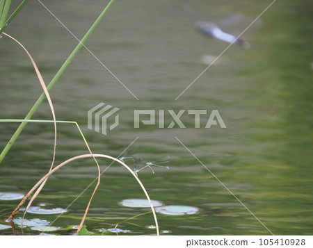 Cute heart-shaped damselfly mating Cute heart-shaped damselfly mating 105410928