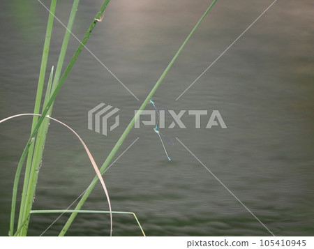 Cute heart-shaped damselfly mating 105410945