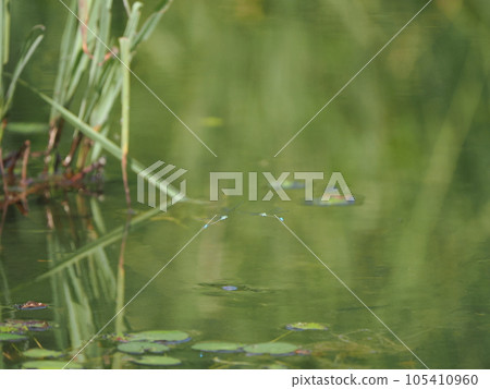 Cute heart-shaped damselfly mating Cute heart-shaped damselfly mating 105410960