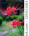 Higanbana 500 105411063