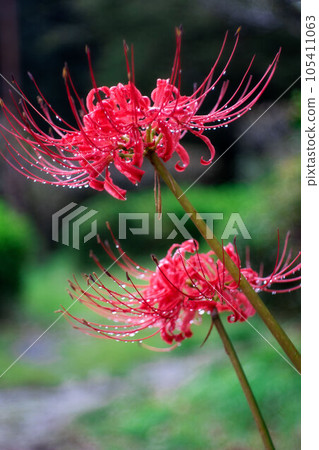 Higanbana 500 Higanbana 500 105411063