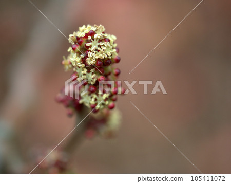 Male flowers of large-leaved red oak (Oobabenigashiwa) blooming in April 105411072