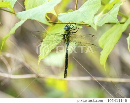 Cross jigging Yanma perched on a tree by the pond 105411146