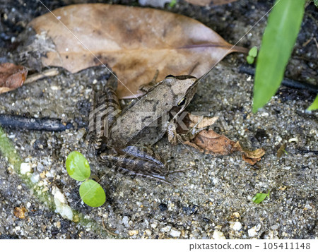 Japanese brown frog in the river 105411148