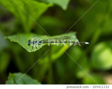 A common dragonfly perched on the grass 105411152