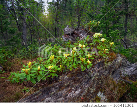 A large beautiful bush of yellow rhododendron bloomed on a falle A large beautiful bush of yellow rhododendron bloomed on a falle 105411301