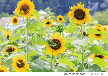 關宿的向日葵花田　 105411369