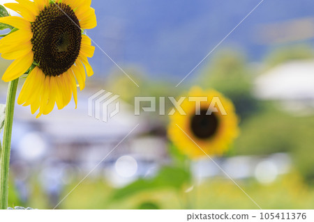 關宿的向日葵花田 關宿的向日葵花田 105411376