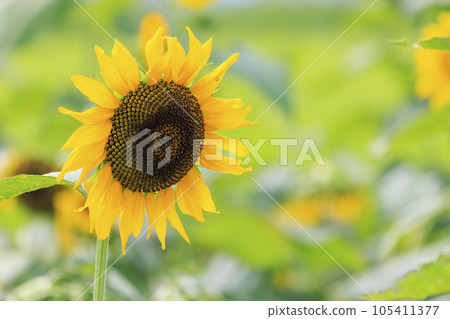 Sunflower field in Sekijuku Sunflower field in Sekijuku 105411377