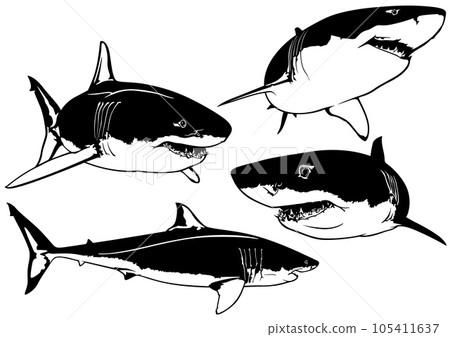 Set of Great White Shark Drawings 105411637