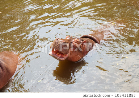 common hippopotamus (Hippopotamus amphibius) close up common hippopotamus (Hippopotamus amphibius) close up 105411885
