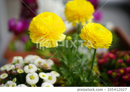 Scene with yellow flowers Scene with yellow flowers 105412027