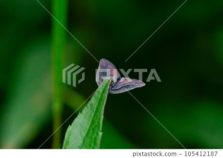 羽衣家族 105412187