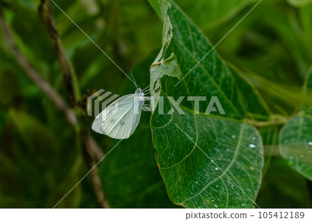 條紋白蝴蝶夏季型♂ 105412189