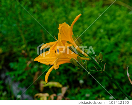 Zenteca花綻放 105412190