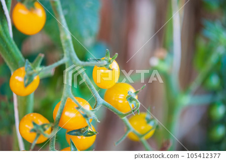 Fresh yellow ripe tomatoes hanging on the vine plant growing in garden 105412377
