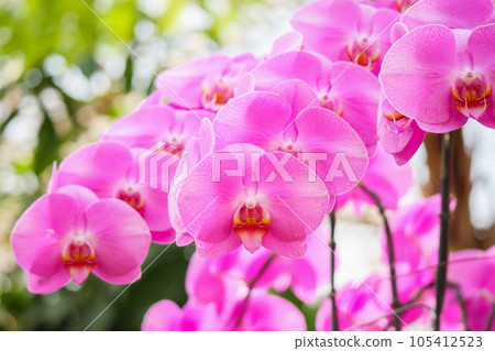 Beautiful Phalaenopsis Orchid flower blooming in garden floral background 105412523