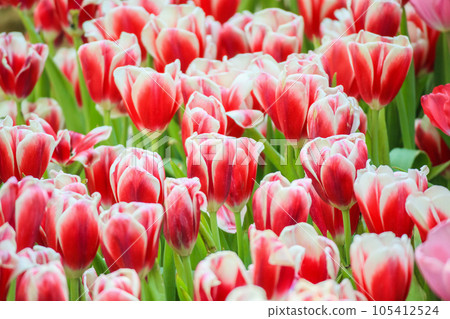 Fresh red tulips flower bloom in the garden 105412524