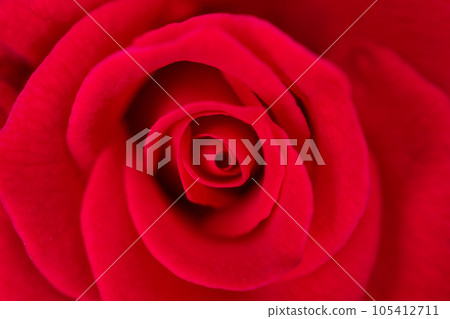 Beautiful red roses flower close up background Beautiful red roses flower close up background 105412711