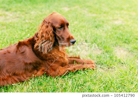 Portrait of an adorable irish setter on the grass outdoors Portrait of an adorable irish setter on the grass outdoors 105412790